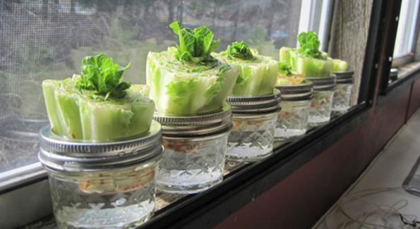 Salade à cultiver chez soi