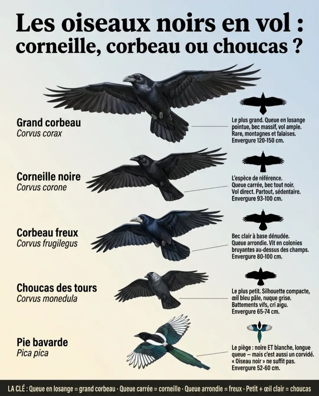 Corbeau_Corneille_Etc